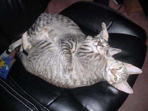 Two Kittens Sleeping