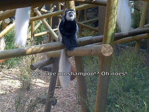 No shampoo!