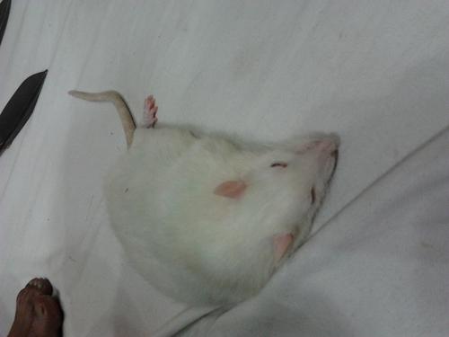 the very fat white mouse